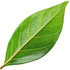 Cinnamon leaf